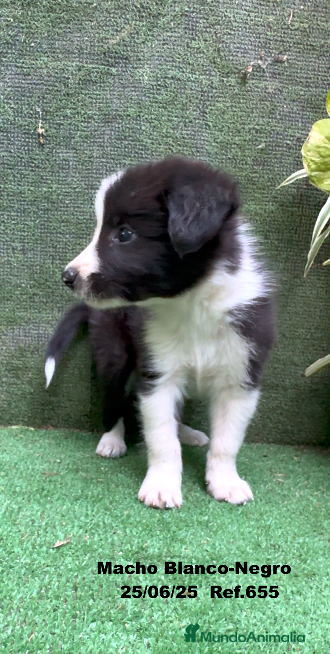 Border Collie perros en venta: BORDER COLLIE DE VILLA BIZNAGA - Imagen 11