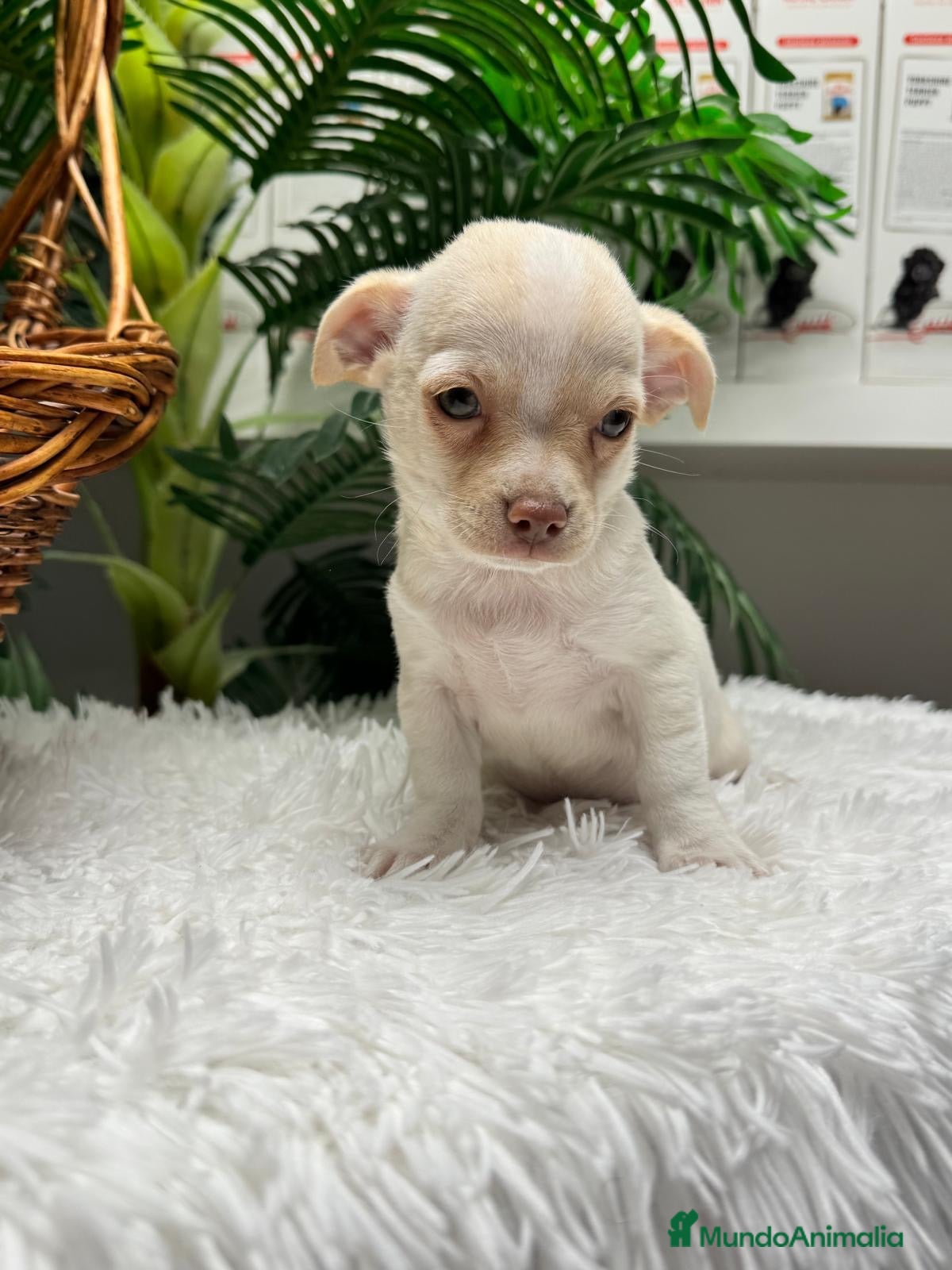 Chihuahua perros en venta: CHIHUAHUA - Anuncio 3