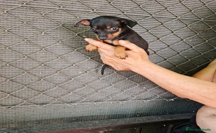 Pinscher Miniatura perros - Anuncio 1