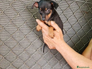 Pinscher Miniatura perros - Anuncio 10