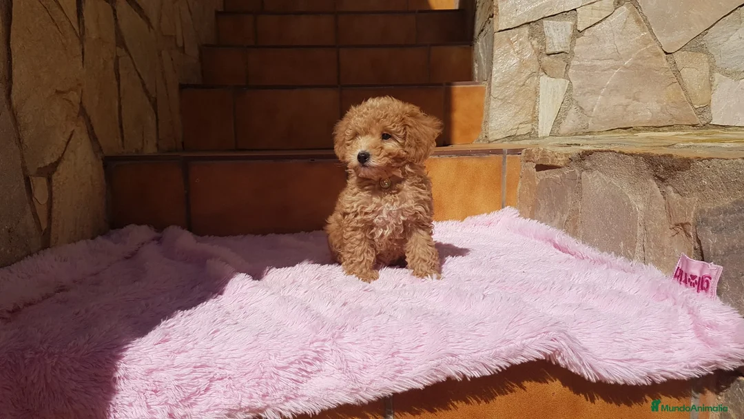 Caniche Toy perros en venta: Caniches pequeñitos  en Barcelona - Anuncio 5