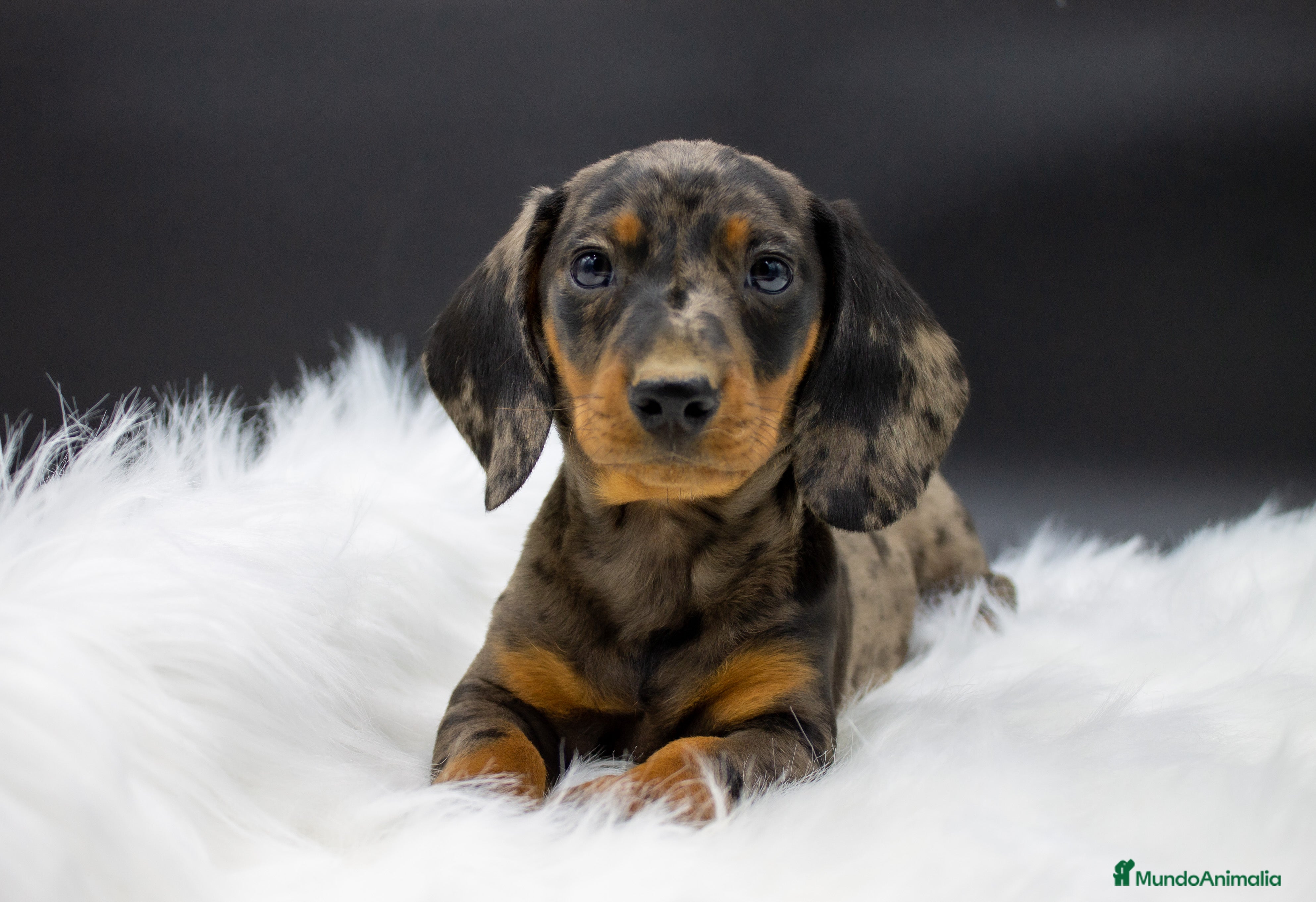 Teckel Miniatura perros CACHORROS TECKEL MERLE PLATA - Anuncio 28