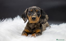 Teckel Miniatura perros en venta: CACHORROS TECKEL MERLE PLATA - Imagen 1