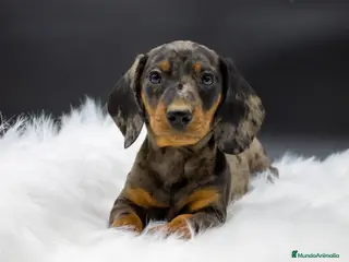 Teckel Miniatura perros CACHORROS TECKEL MERLE PLATA - Anuncio 13