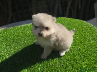 Pomsky perros Pomsky blue - Anuncio 1