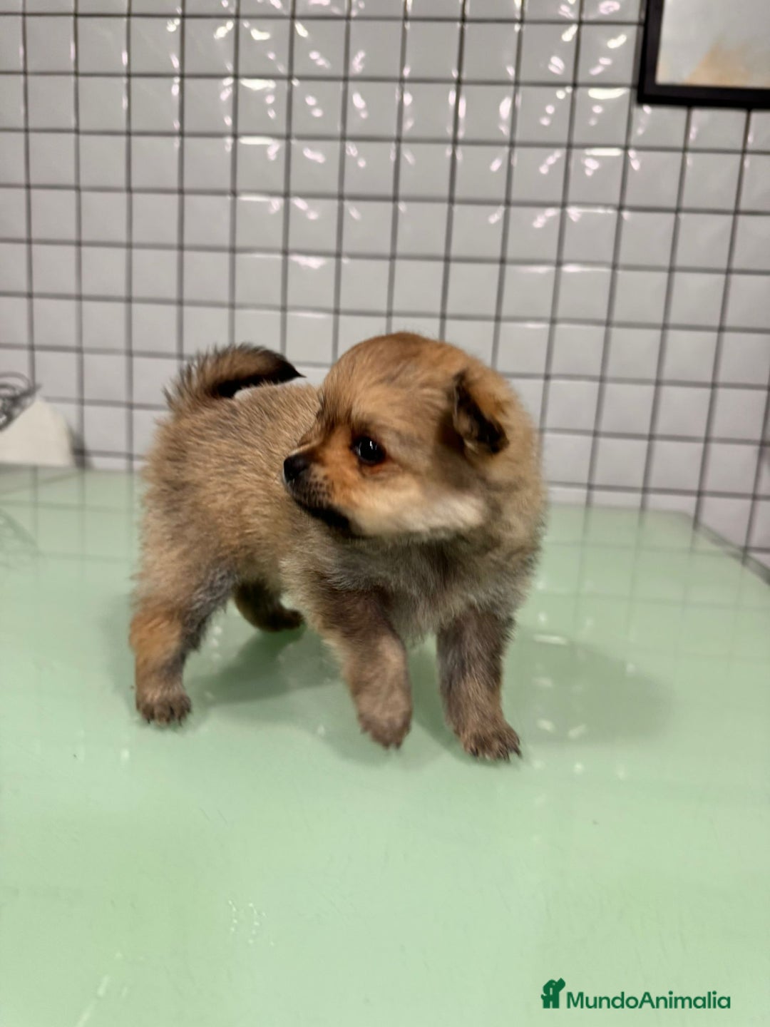 Pomerania perros en venta: Pomeranias toy desde 650€ varios colores  - Anuncio 16