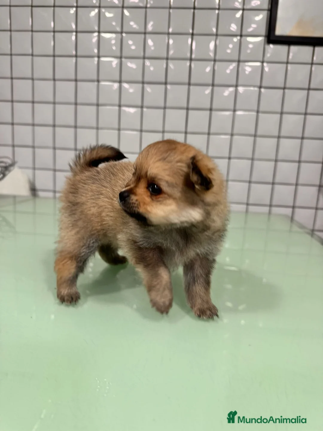 Pomerania perros en venta: Pomeranias toy desde 650€ varios colores  - Anuncio 16