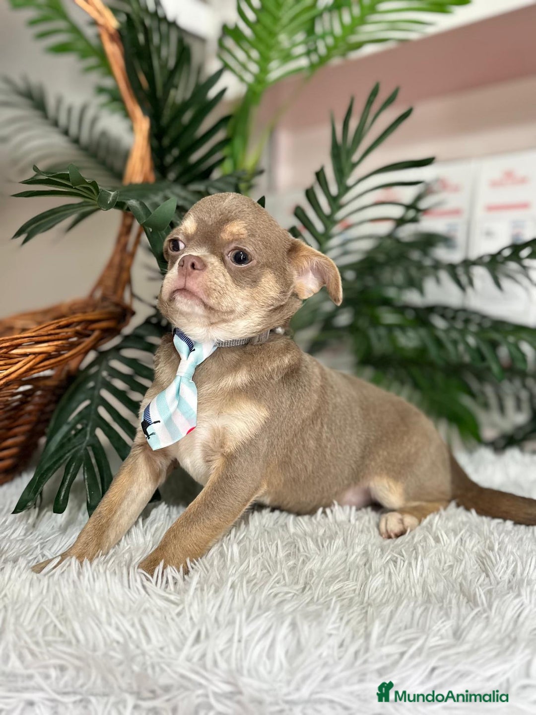 Chihuahua perros en venta: CHIHUAHUA MACHO - Anuncio 6