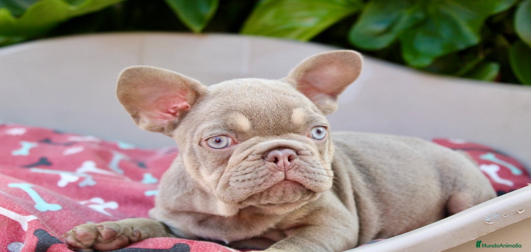 Imagen de galería {{count}}