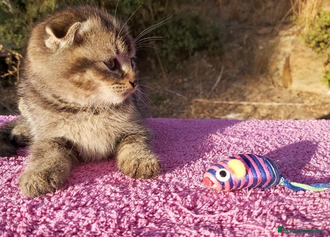 Scottish Fold gatos en venta: Scottish fold machito ojos verdes chinchilla - Anuncio 4