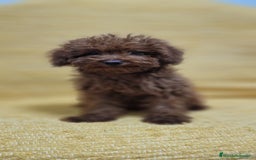 Caniche Toy perros en venta: MACHO CANICHE TOY - Imagen 3