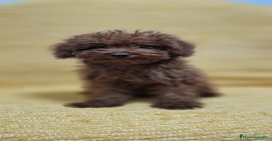 Caniche Toy perros - Propaganda 12