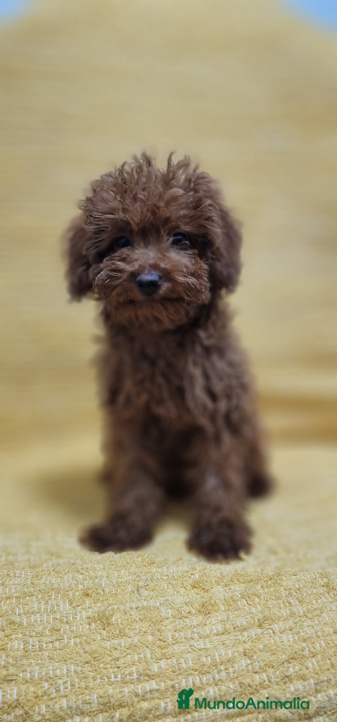 Caniche Toy perros en venta: MACHO CANICHE TOY - Imagen 3