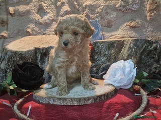 Raza Mixta perros Caniche apricot enano/toy - Anuncio 6