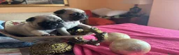 Carlino - Pug perros en venta: Cachorros de carlino  - Anuncio 11