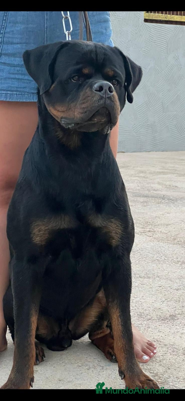 Rottweiler perros Macho de Rotweiler adulto - Anuncio 2