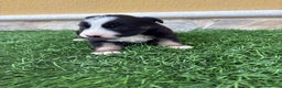 Border Collie perros en venta: Border Collie hembra negra blanca  - Anuncio 7