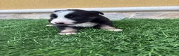 Border Collie perros en venta: Border Collie hembra negra blanca  - Anuncio 7