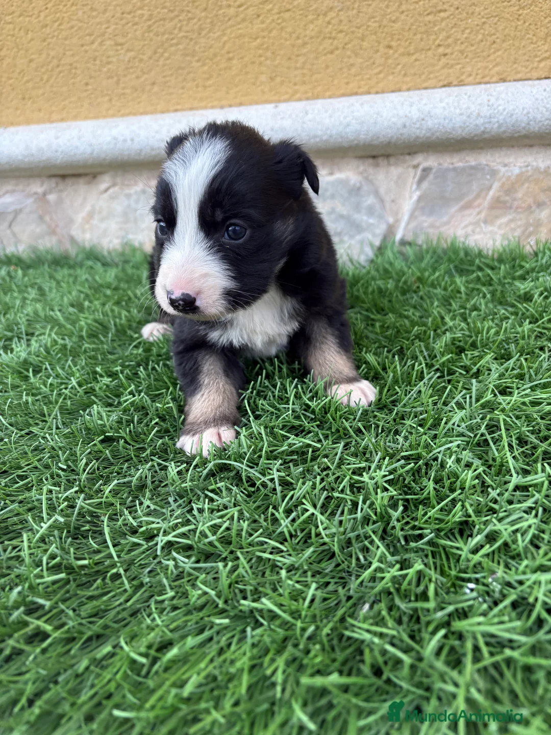 Border Collie perros en venta: Border Collie hembra negra blanca  - Anuncio 7