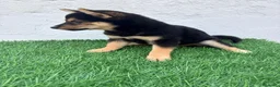 Shiba Inu perros en venta: Shiba Inu - Anuncio 9