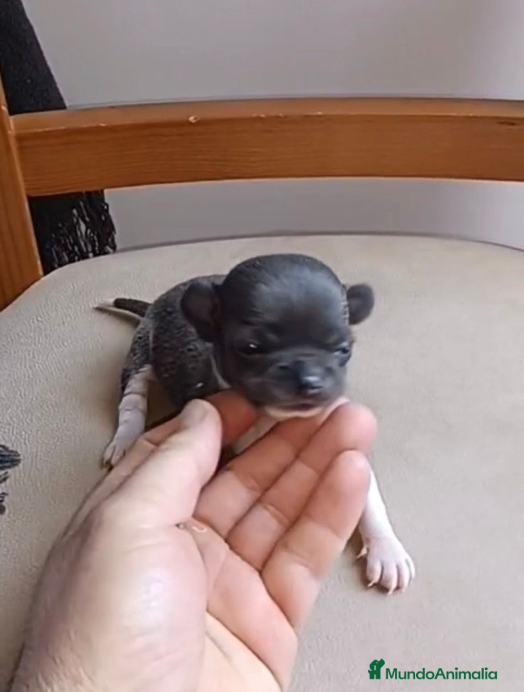 Chihuahua perros en venta: Chihuahua Mini toy blue - Anuncio 3