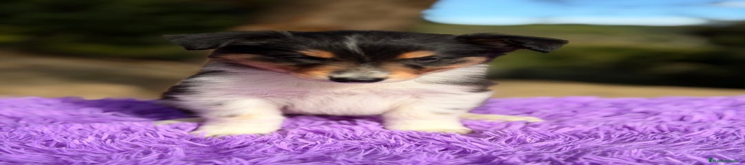 Border Collie Cachorro 1