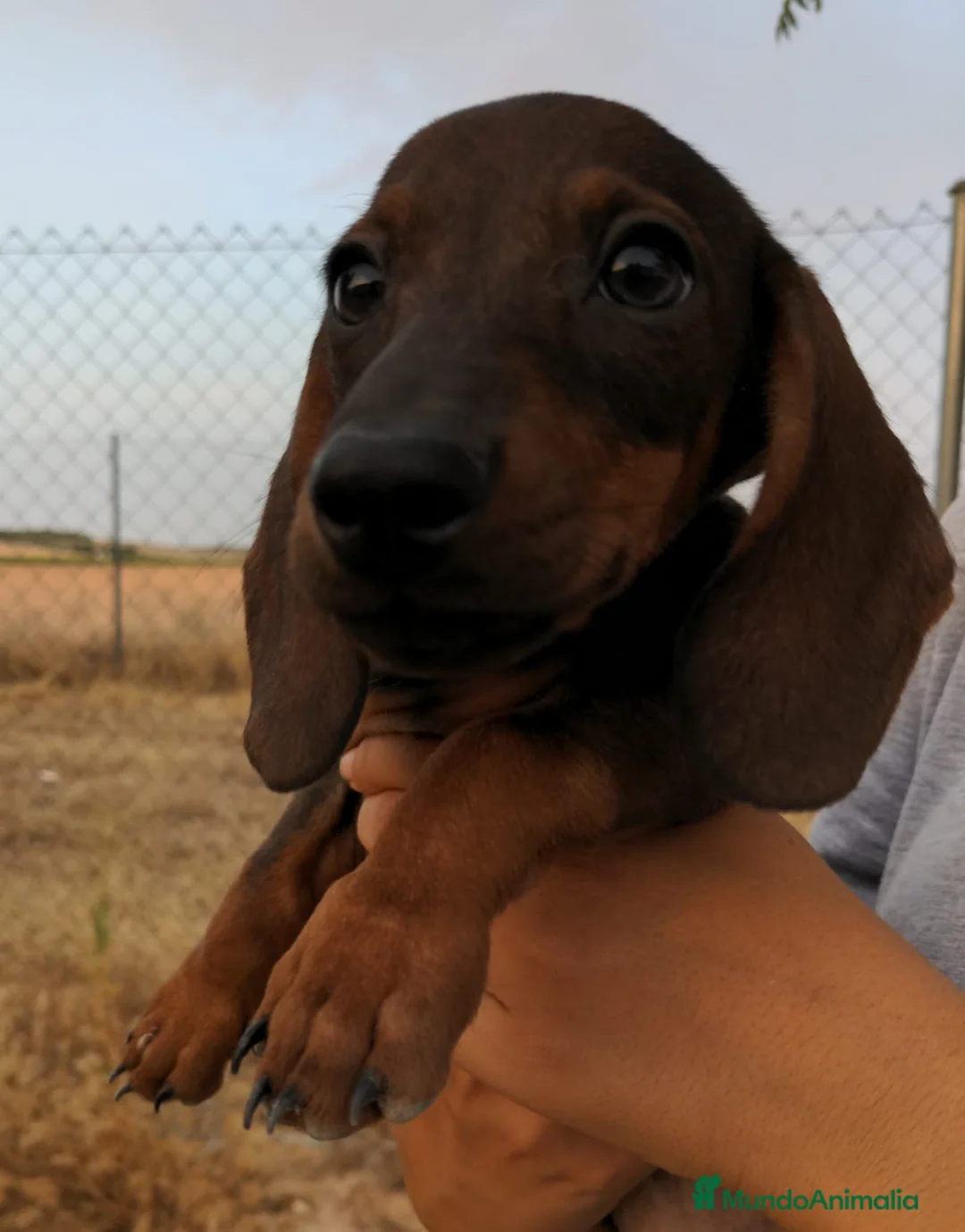 Teckel Miniatura perros en venta: Camada de teckel mini - Anuncio 10