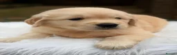 Golden Retriever perros en venta: GOLDEN RETRIEVER CALIDAD EXCLUSIVA - Anuncio 5