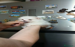 Pomerania perros en venta: Pomerania línea rusa  - Imagen 3