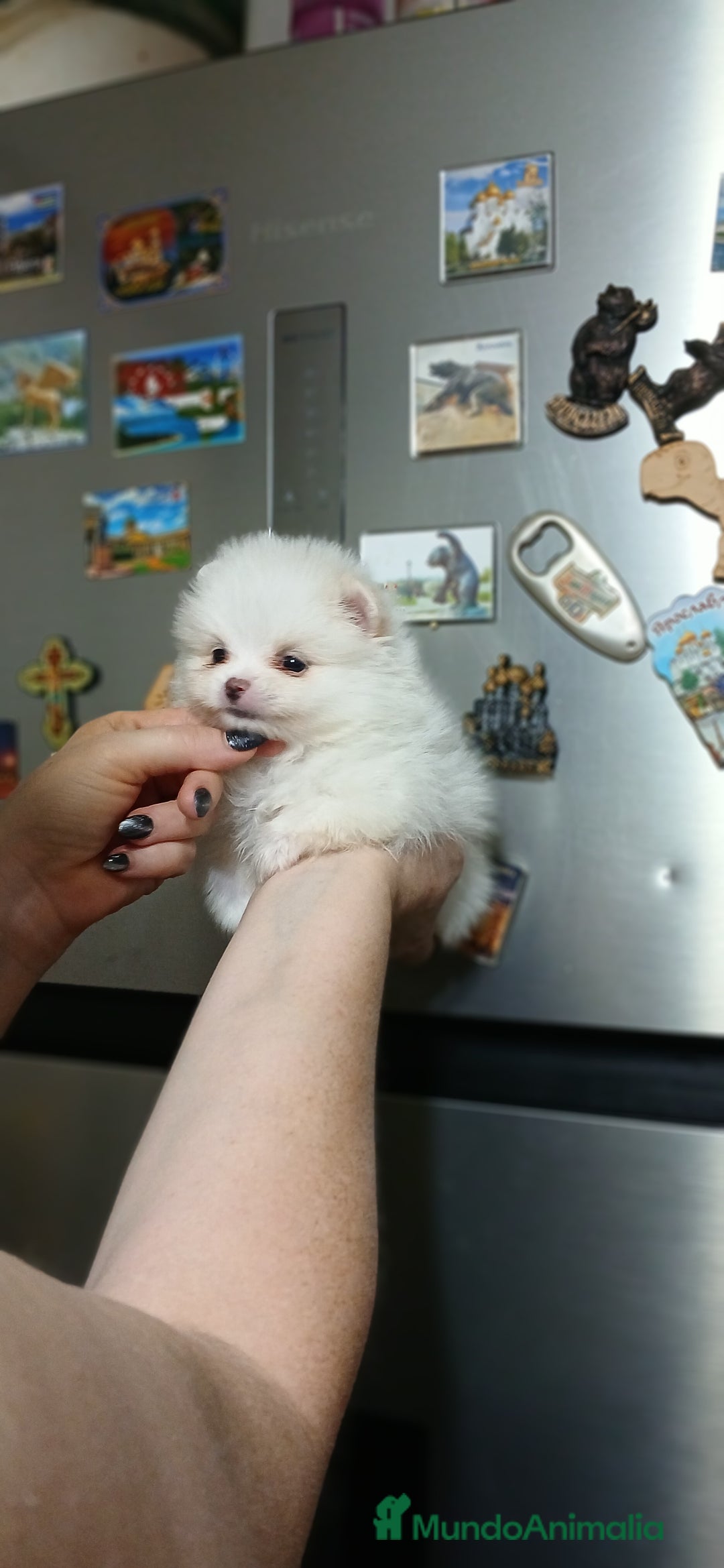 Pomerania perros en venta: Pomerania línea rusa  - Imagen 3