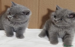 Británico de Pelo Corto Azul gatos en venta: British Shorthair  - Anuncio 16