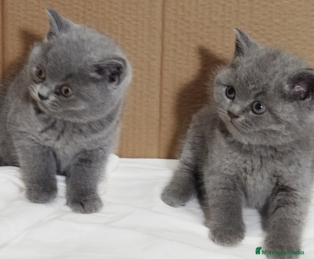 Británico de Pelo Corto Azul gatos en venta: British Shorthair  - Anuncio 16