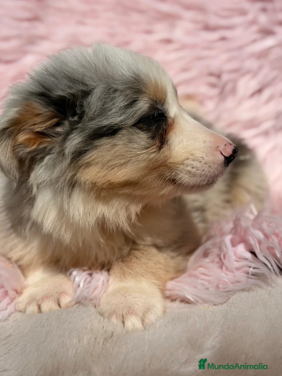 Border Collie perros en venta: Border collie Merle  - Anuncio 2