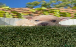 Chihuahua perros en venta: CHIHUAHUA HEMBRA - Anuncio 18