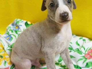 Pequeño Lebrel Italiano perros - Anuncio 8