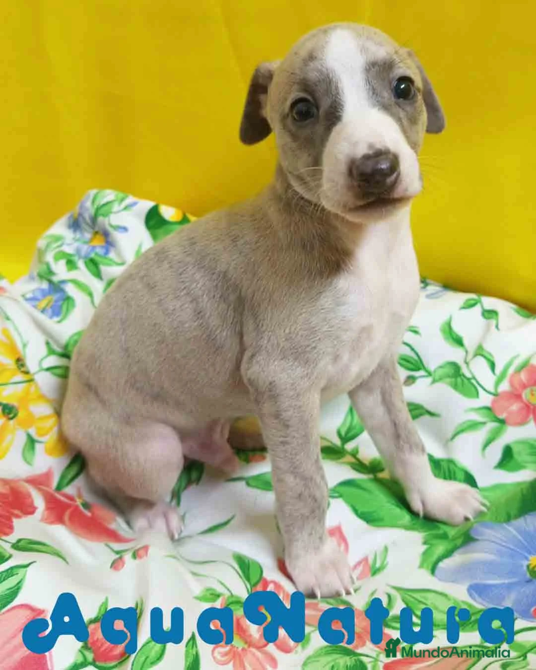 Pequeño Lebrel Italiano perros en venta: Lebrel Italiano Macho 4291 AQUANATURA - Anuncio 1