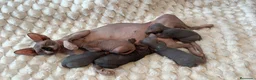 Sphynx gatos en venta: Sphynx - Anuncio 4