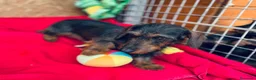 Teckel Miniatura perros en venta: Teckel Pelo Duro Miniatura - Anuncio 3