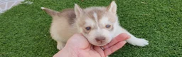 Husky Siberiano perros en venta: Husky rojos y chocolate - Anuncio 1
