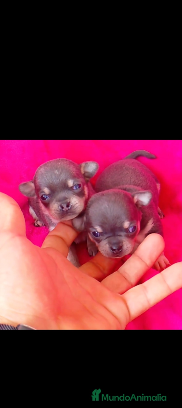Chihuahua perros Chihuahua Blue - Anuncio 1