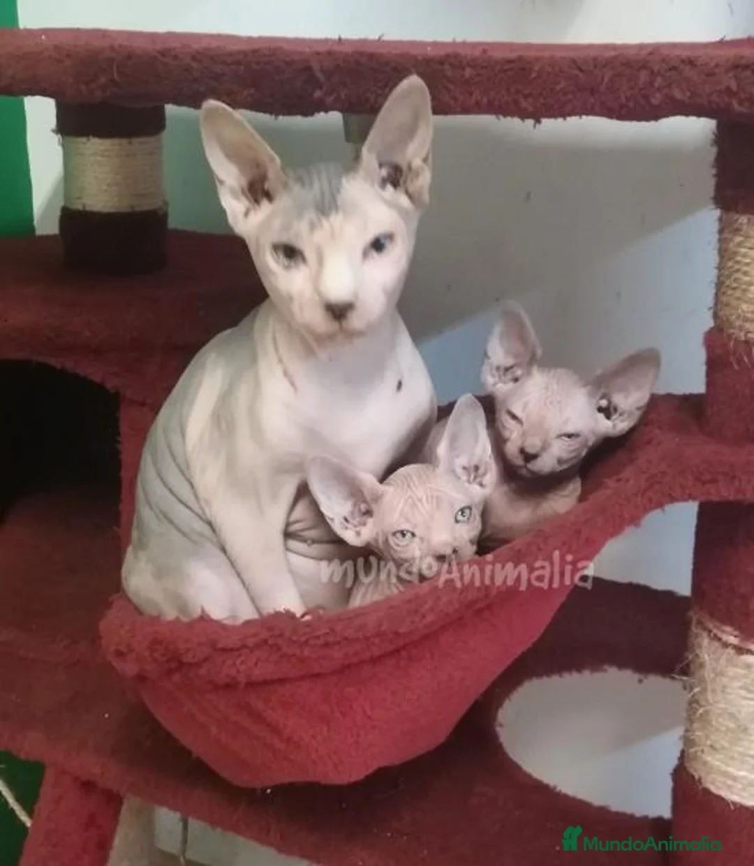 Imagen de galería {{count}}