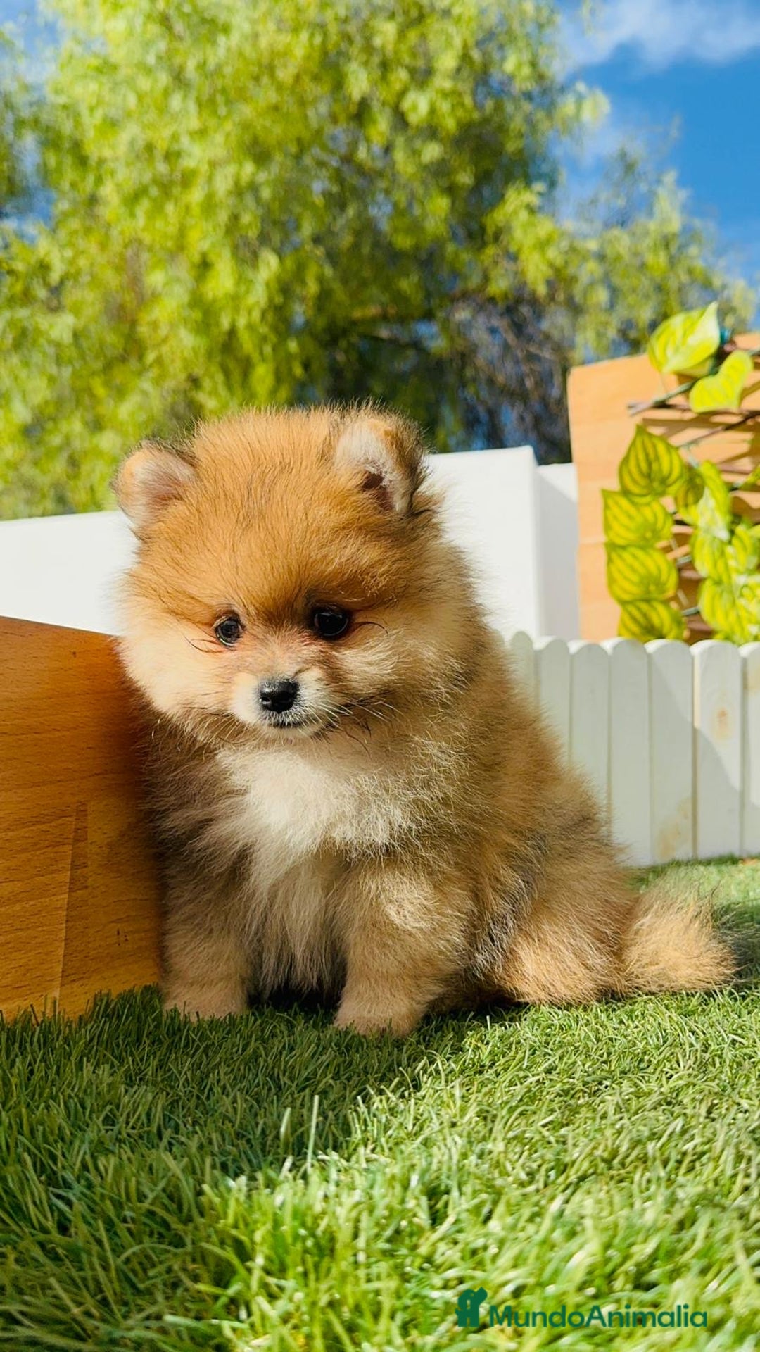 Pomerania perros en venta: POMERANIA MACHO - Imagen 7