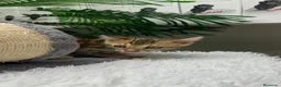 Bengalí gatos en venta: GATITO BENGALI - Anuncio 5