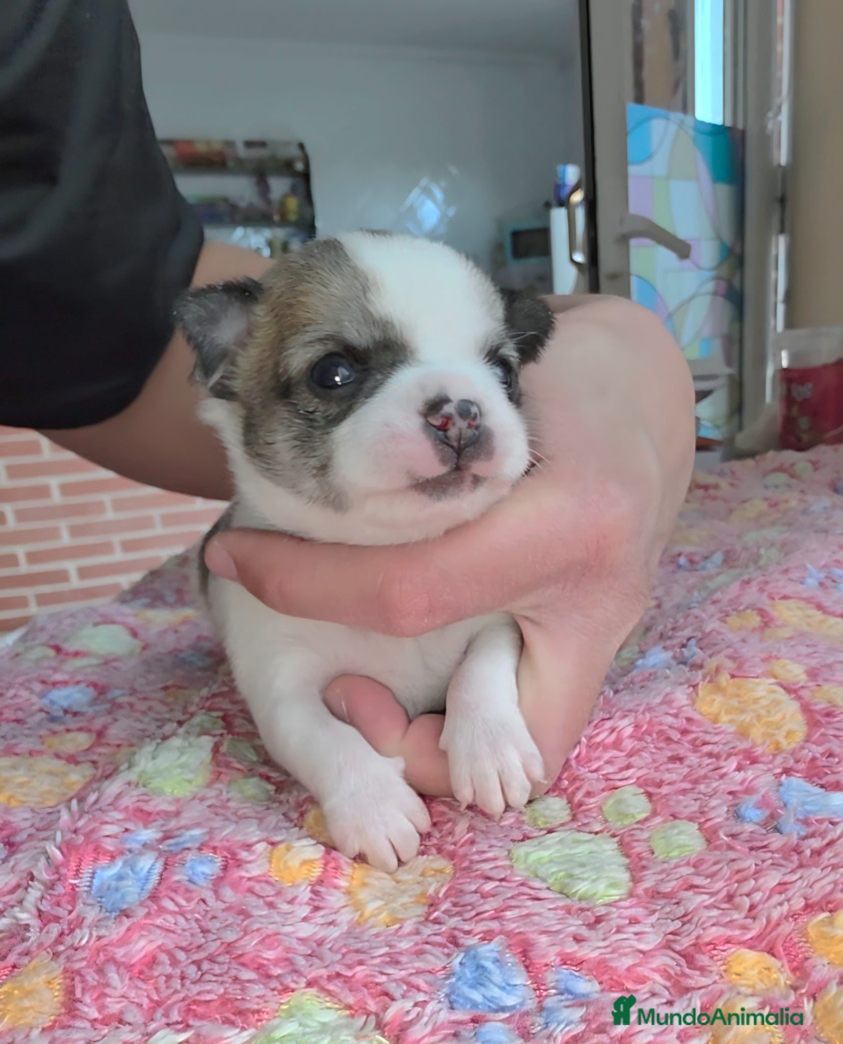 Chihuahua perros Chihuahuas miniatura  - Anuncio 2