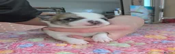 Chihuahua perros en venta: Chihuahuas miniatura  - Anuncio 2