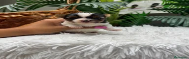 Yorkshire Terrier 5