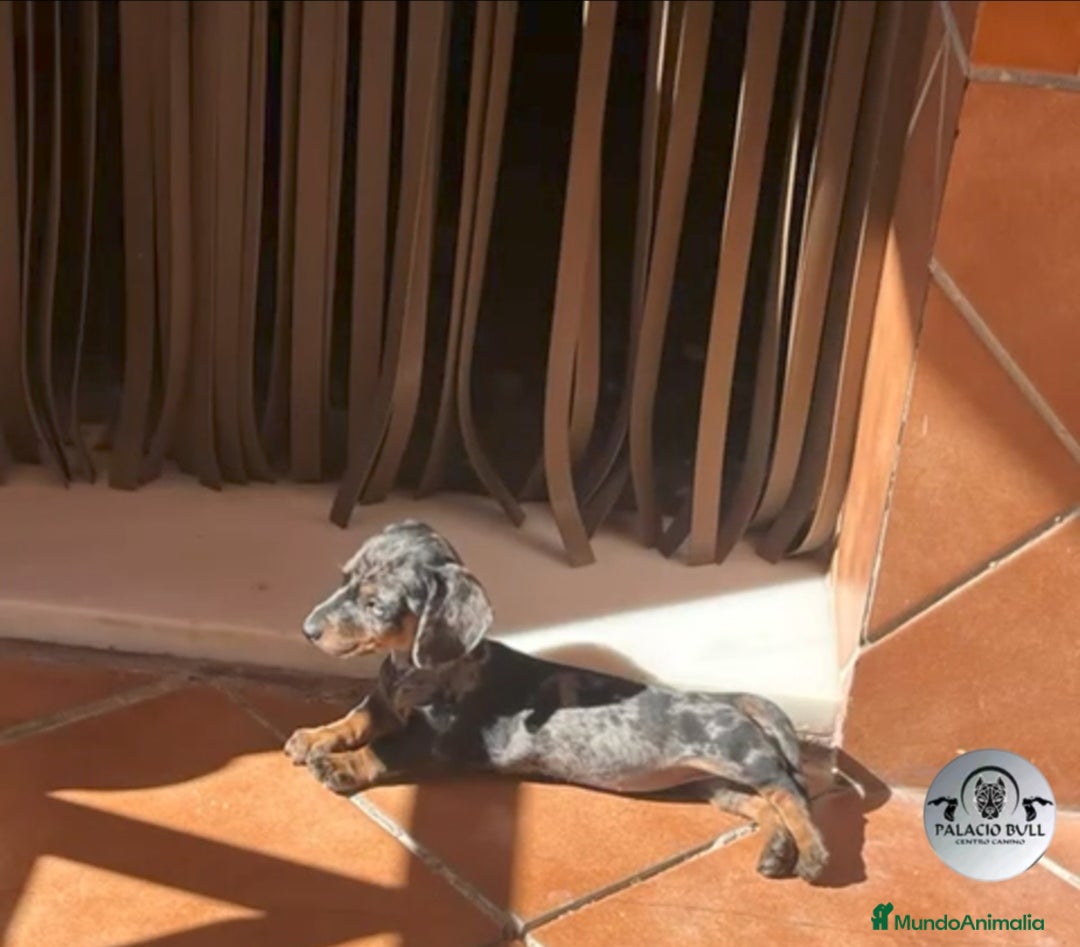 Teckel Miniatura perros en venta: Cachorros teckel arlequin chocolate  - Anuncio 2