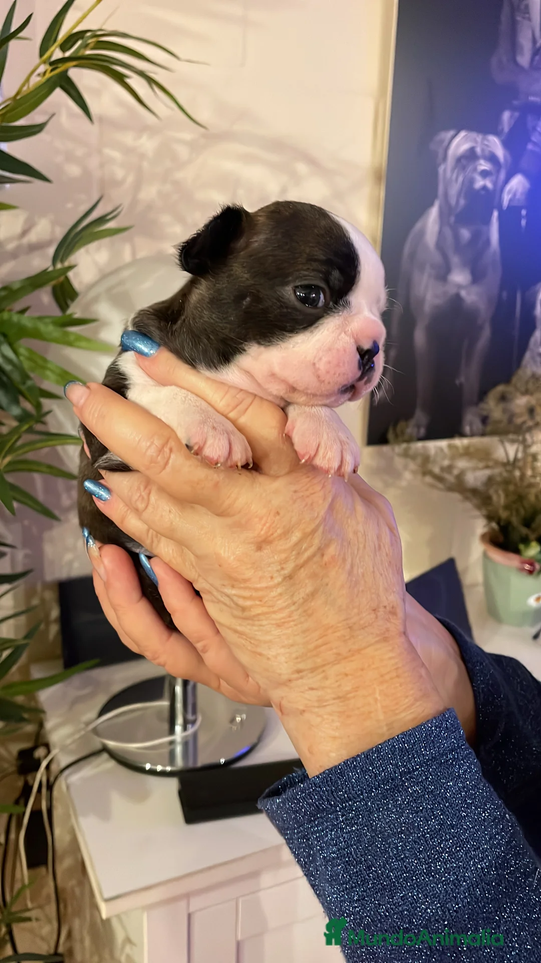 Boston Terrier perros en venta: Boston Terrier cachorros - Anuncio 2