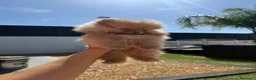 Pomerania perros en venta: Pomerania toy - Anuncio 2