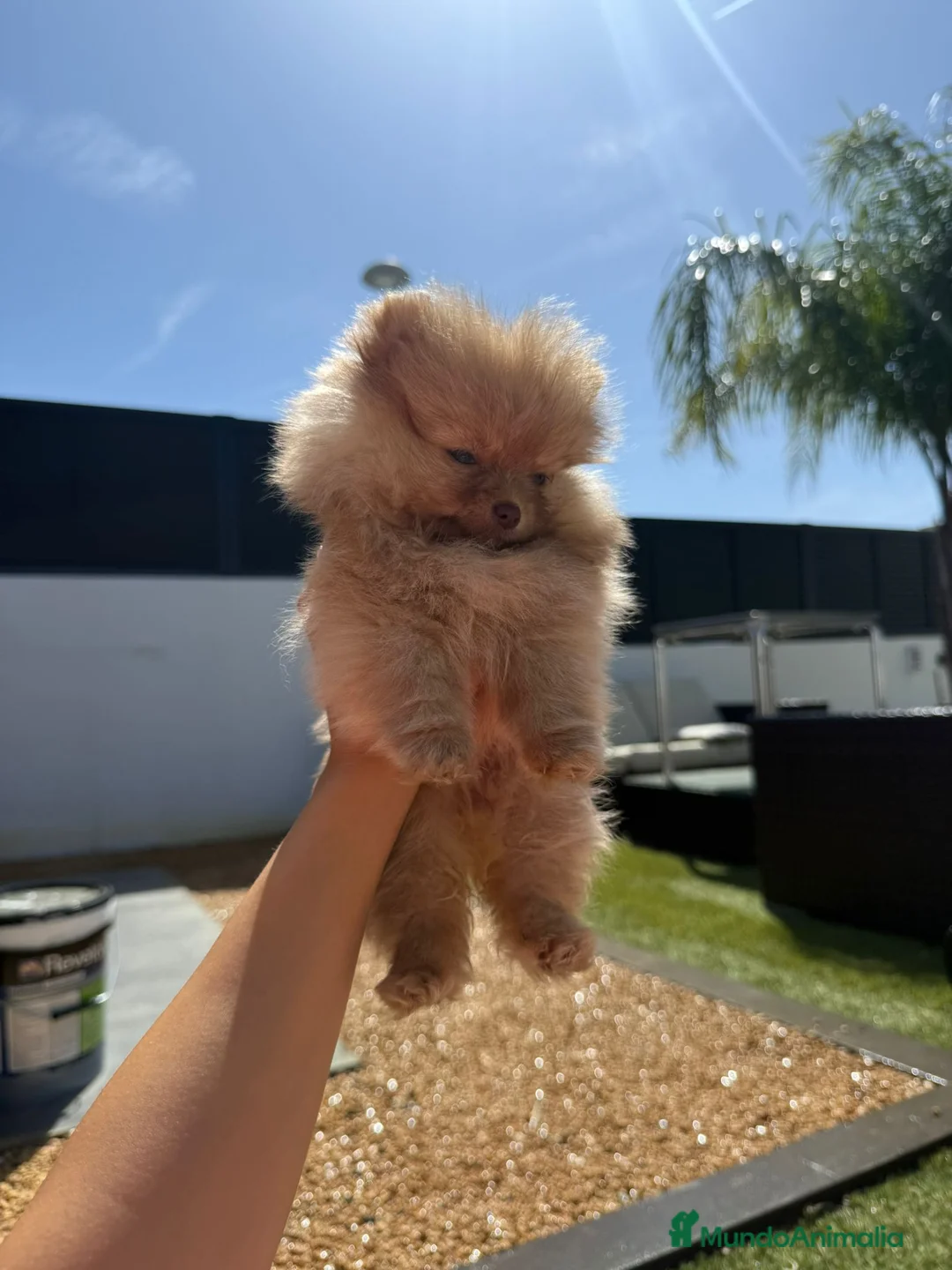 Pomerania perros en venta: Pomerania toy - Anuncio 2